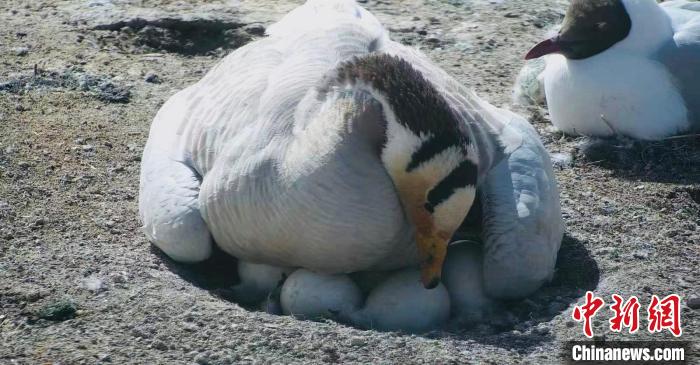 圖為斑頭雁孵蛋?！【G色江河 供圖