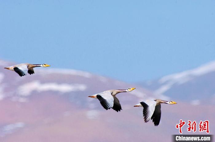 圖為斑頭雁在空中飛行?！【G色江河 供圖