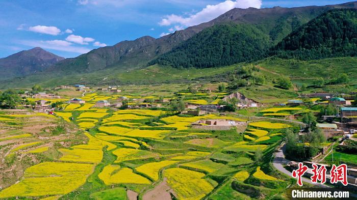 圖為加吾鄉(xiāng)的油菜花?！￡P(guān)卻才讓 攝