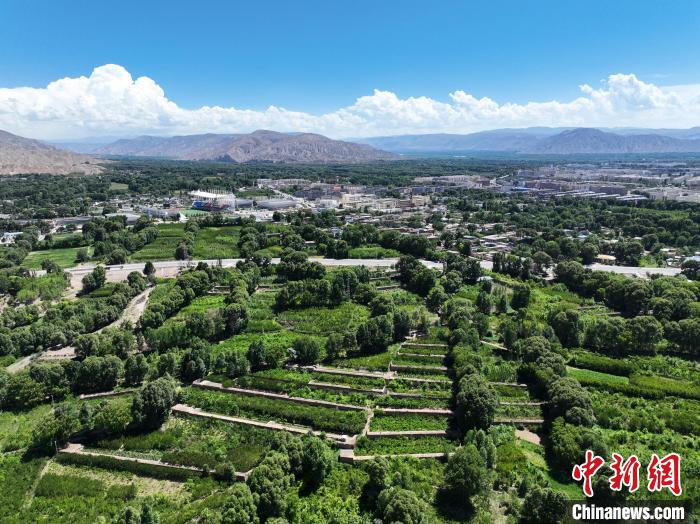 航拍貴德縣黃河岸畔綠意盎然?！●R銘言 攝