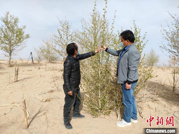 柴達(dá)木盆地的護(hù)林員：守護(hù)，只為那一片綠