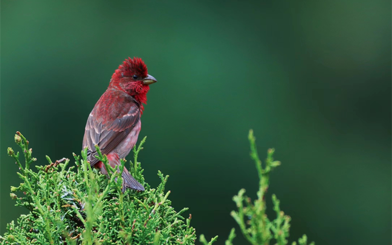 普通朱雀。江文江措攝