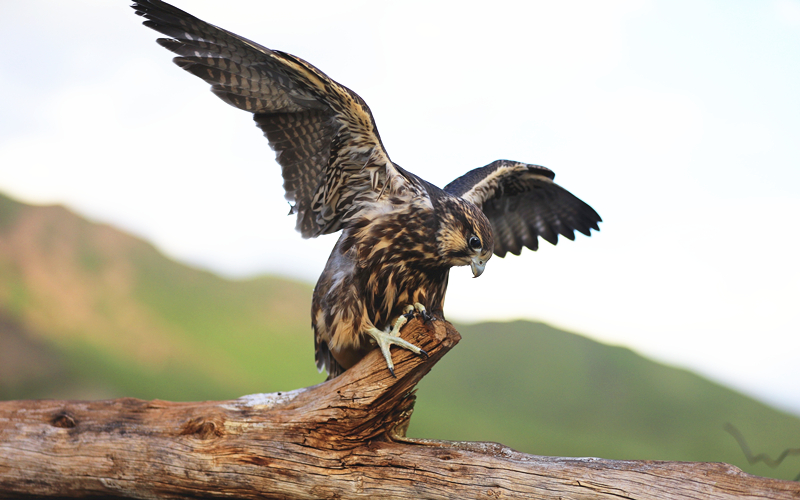 獵隼。江文江措攝