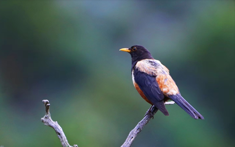 棕背黑頭鶇。江文江措攝