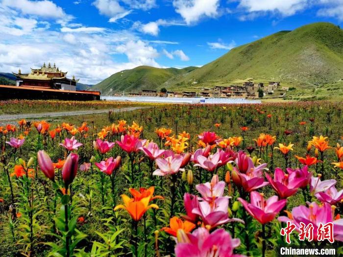 近百畝百合花競相開放，景色誘人?！∪捞量h委宣傳部供圖