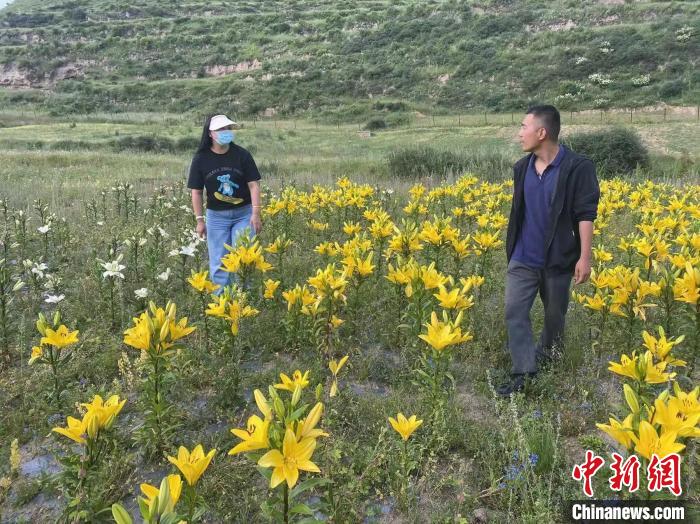 村民采摘百合花?！∪捞量h委宣傳部供圖