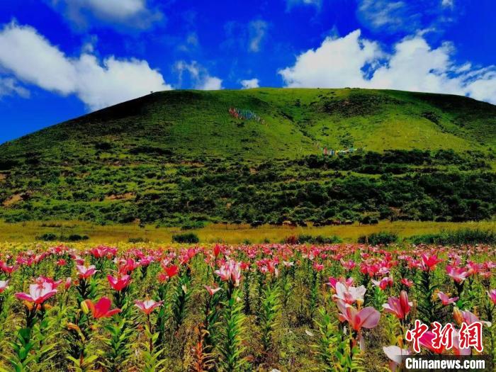 近百畝百合花競相開放，景色誘人。　壤塘縣委宣傳部供圖