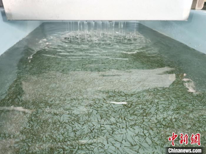 圖為正在育苗?！?zhí)砀?攝