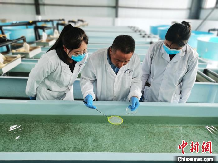 圖為工作人員檢查魚苗。　張?zhí)砀?攝