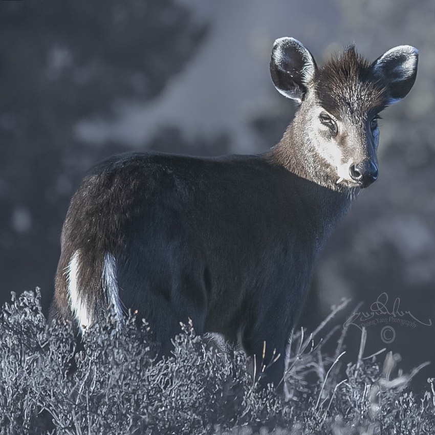 毛冠鹿。涼山州委宣傳部供圖
