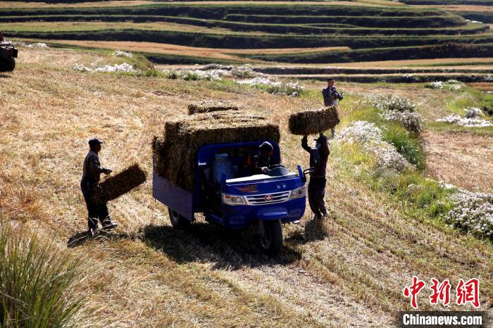 圖為飼草晾曬、打捆?！●R芝芬 攝