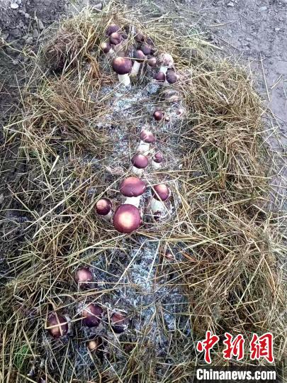 青海高原有機赤松茸獲豐收實現(xiàn)“產業(yè)興旺”