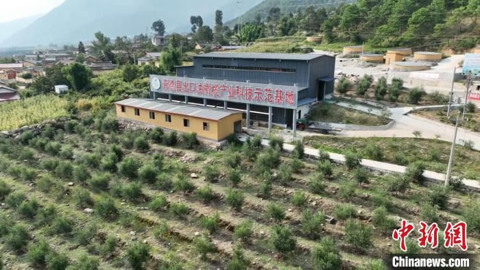 伍合村的油橄欖種植基地。　高嘉琪 攝