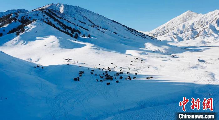 圖為牦牛群在雪地里覓食。　都蘭縣融媒體中心供圖