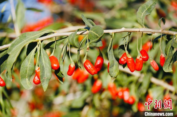 圖為柴達(dá)木盆地有機(jī)枸杞。　孫睿 攝