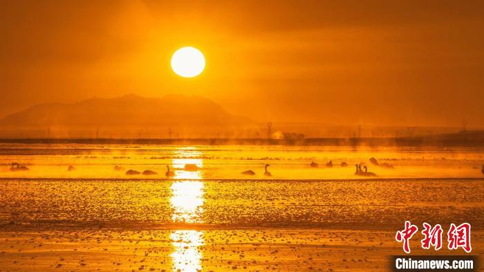 圖為天鵝群在湖中休憩?！『螁⒔?攝