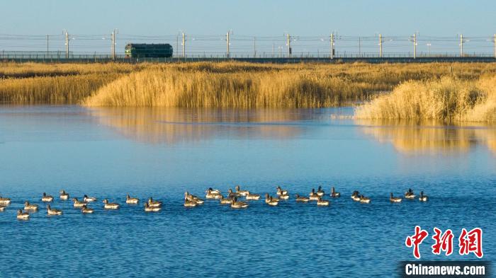 圖為多種野生鳥類在湖中游蕩?！『螁⒔?攝