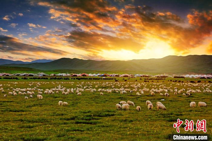 資料圖為青海省玉樹州稱多縣草原風(fēng)光?！」?攝