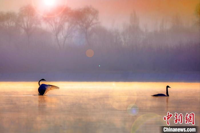 圖為天鵝在湖面嬉戲?！◇泱憔?攝