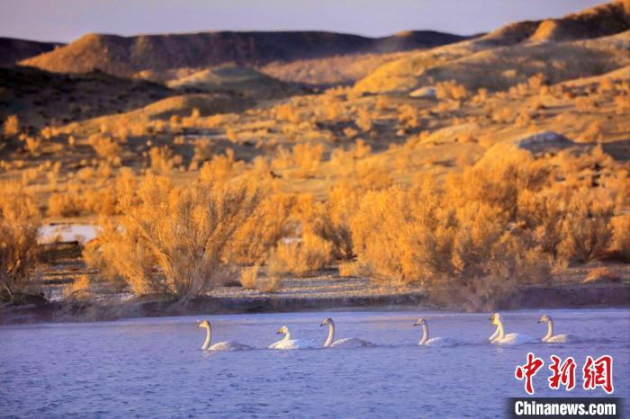 圖為黃河岸畔貴德縣迎來(lái)天鵝“做客”。　筱筱君 攝