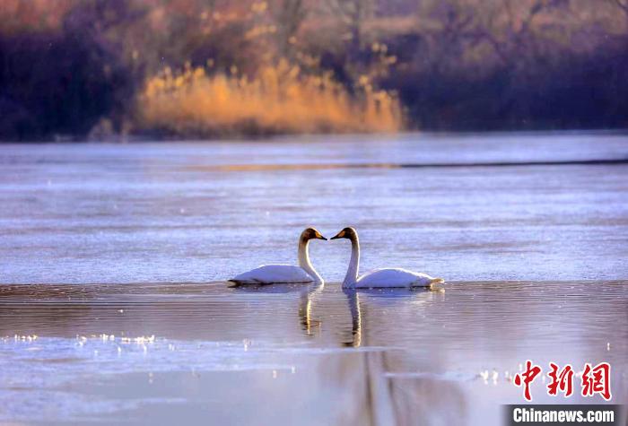 圖為天鵝在湖面嬉戲?！◇泱憔?攝
