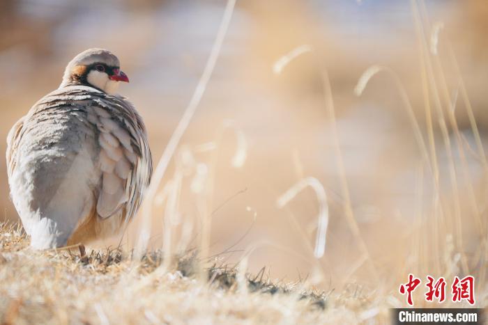 圖為都蘭縣境內(nèi)的鳥(niǎo)類。　拉毛杰 攝