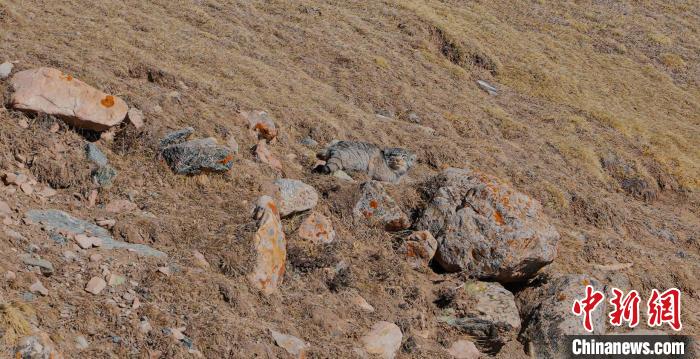 圖為兔猻。　拉毛杰 攝