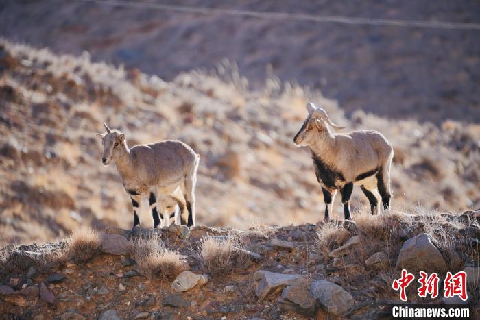 圖為都蘭縣境內(nèi)的野生動(dòng)物。　拉毛杰 攝