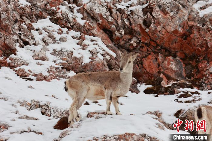圖為在雪中悠然自得的巖羊?！“兹斩〔冀?攝