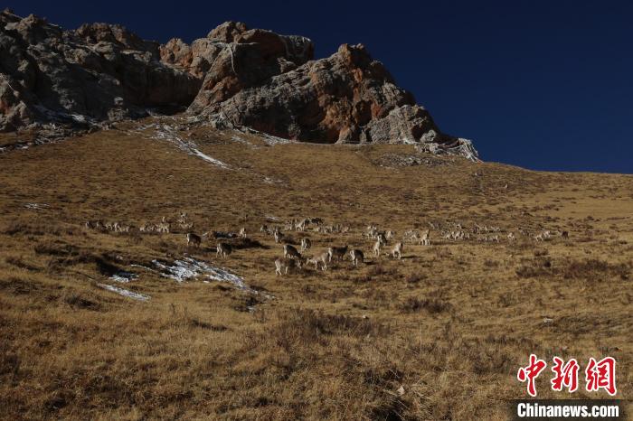 圖為巖羊群?！“兹斩〔冀?攝