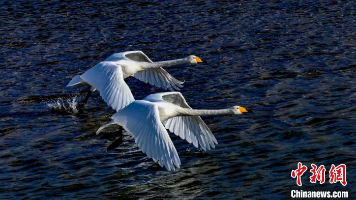 圖為兩只大天鵝?！黎?攝