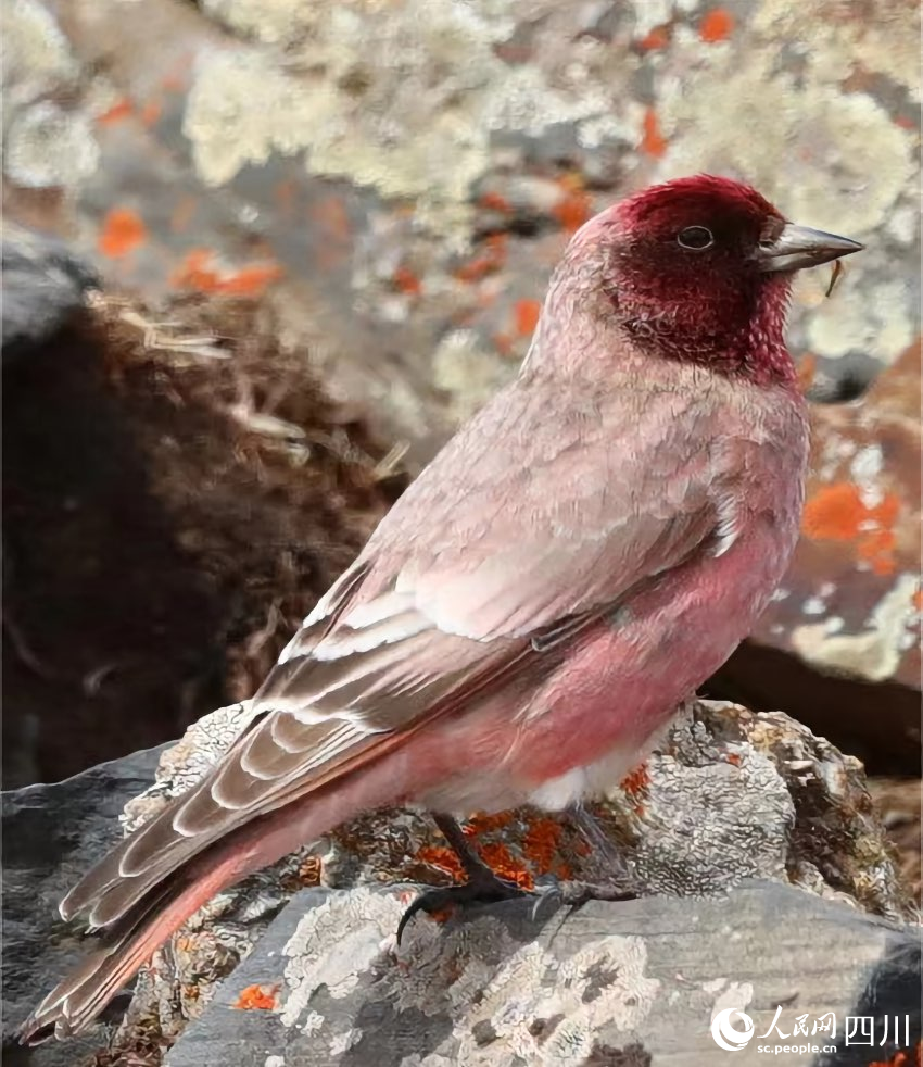 國家二級重點保護(hù)野生動物——藏雀。貢布扎西攝