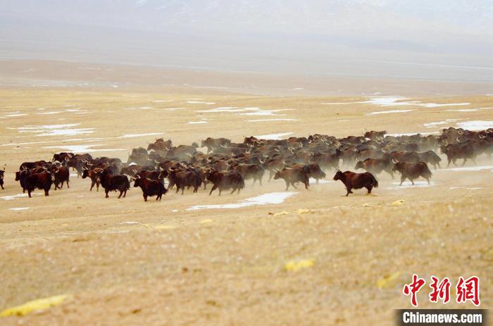 圖為青海省治多縣索加鄉(xiāng)的牛群。(資料圖) 治多縣委宣傳部 供圖