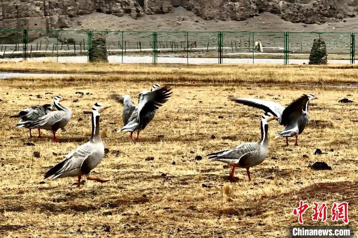 圖為斑頭雁?！“?攝