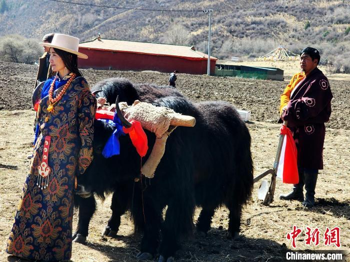 圖為藏族民眾牽著耕牛參加春耕儀式?！⊥觖惿?供圖