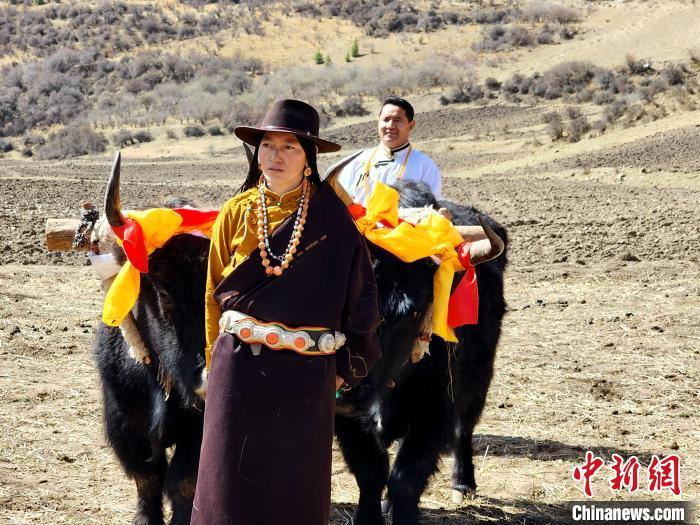 圖為藏族民眾牽著耕牛參加春耕儀式?！⊥觖惿?供圖