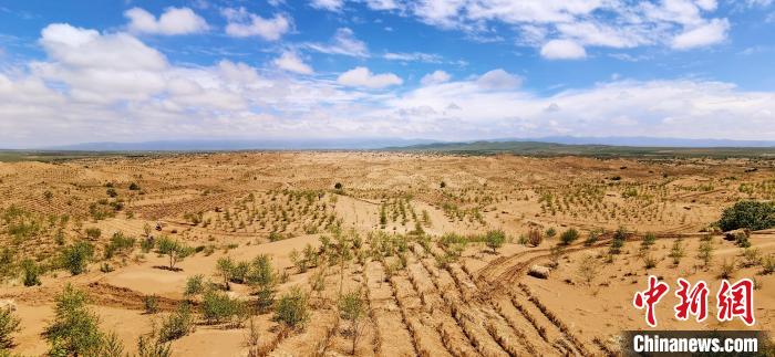 資料圖為貴南縣黃沙頭的防沙治沙草方格?！∑钤鲚?攝