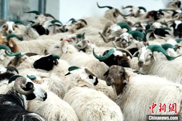 圖為被評為國家農(nóng)產(chǎn)品地理標(biāo)志保護(hù)產(chǎn)品的剛察藏羊進(jìn)場入圈。　蔡志睿 攝