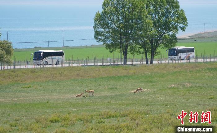 圖為成群普氏原羚在草場(chǎng)上愜意覓食，悠閑自在?！●R銘言 攝