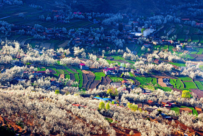 大金川上看梨花，梨云悠悠，滿山遍野潔白一片。金川縣供圖