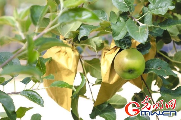 我們的家園｜小蘋果帶動大產業(yè)，帶你看看這座阿壩州小村的鄉(xiāng)村振興新模式