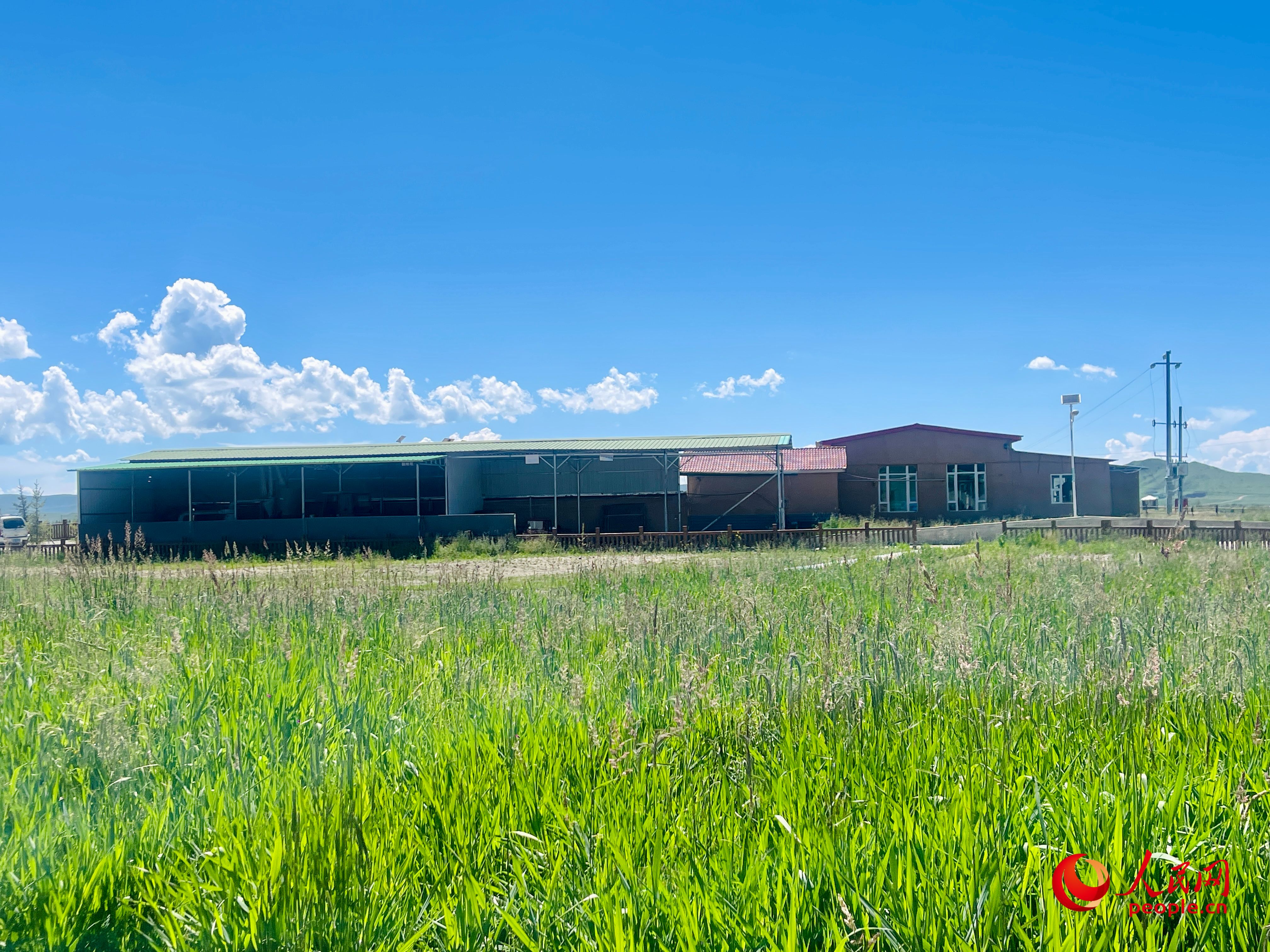 唐日合作社牧草茂密。人民網(wǎng) 周靜圓攝