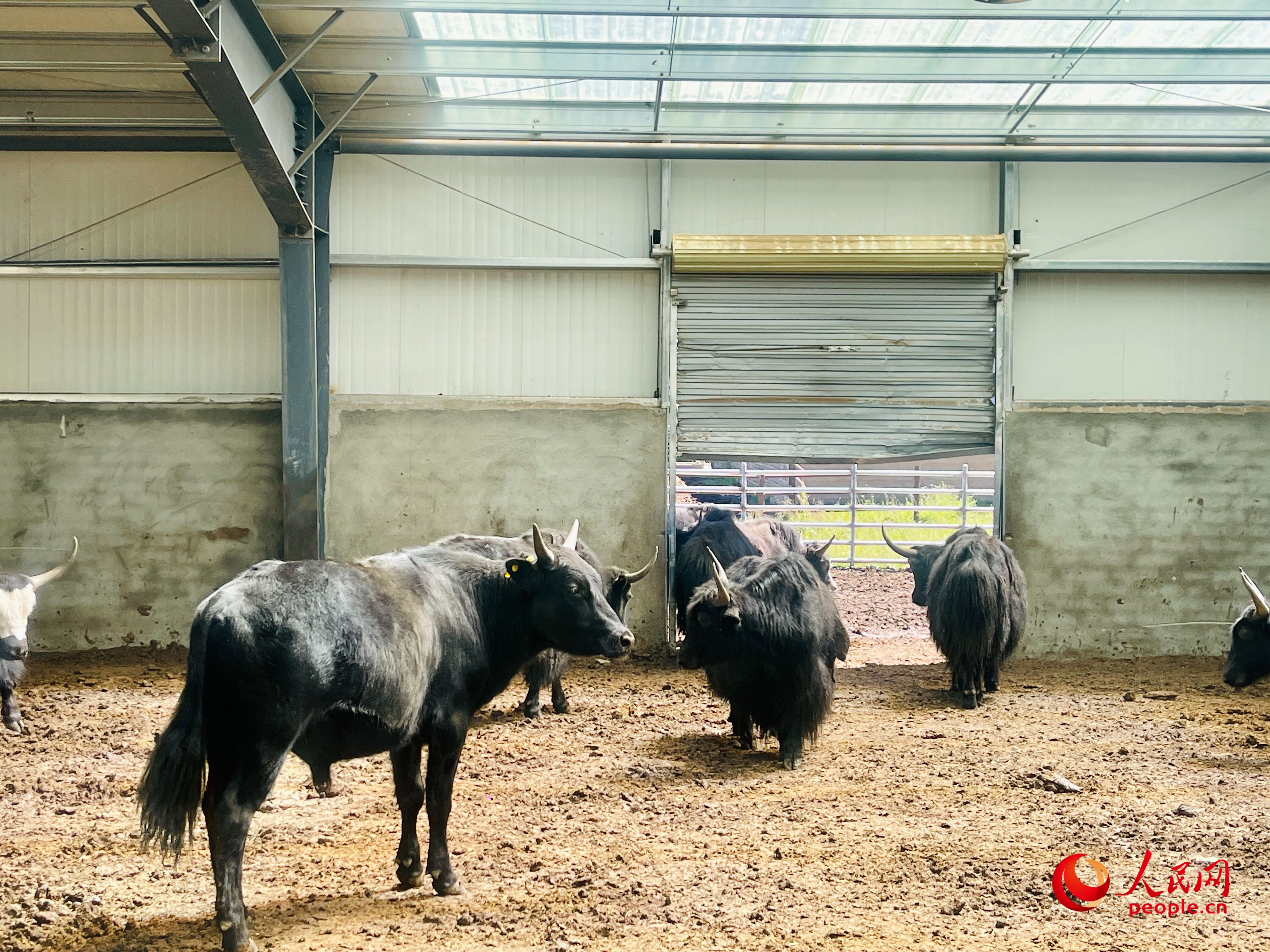 唐日合作社里養(yǎng)殖的牦牛。人民網(wǎng) 周靜圓攝