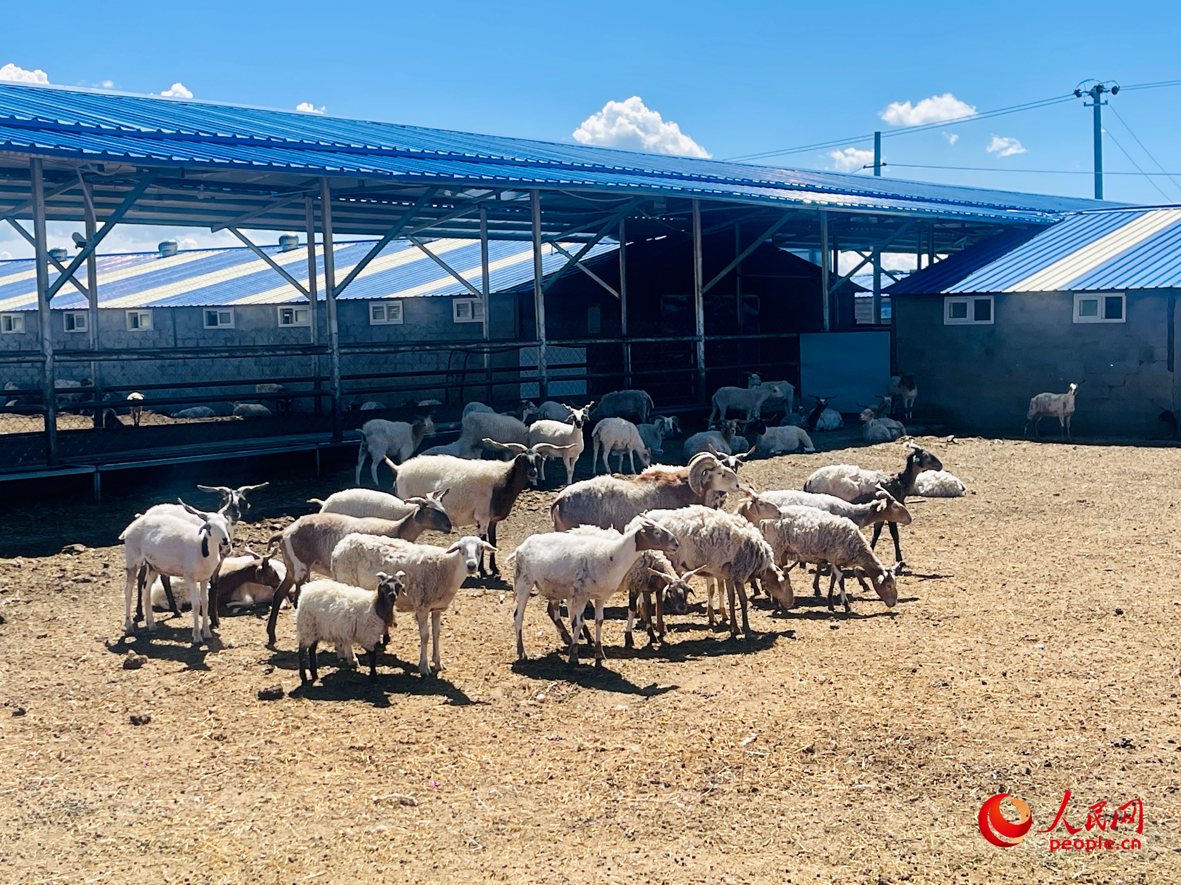 唐日合作社里養(yǎng)殖的羊。人民網(wǎng) 周靜圓攝