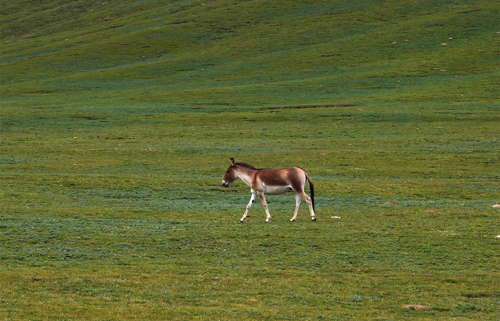 大自然的生態(tài)美學！黃河源園區(qū)哪一抹色彩最讓你心動？