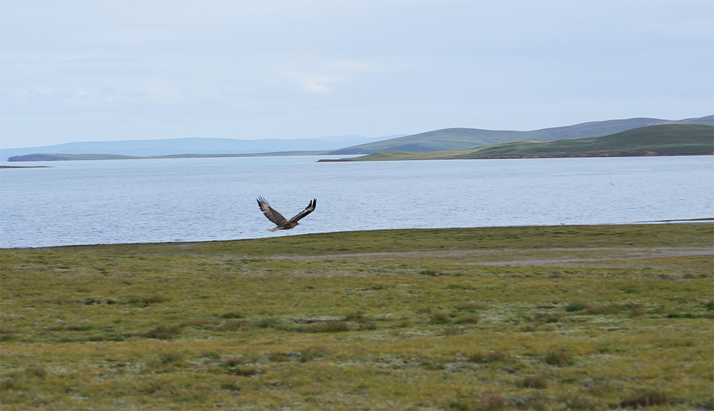大自然的生態(tài)美學！黃河源園區(qū)哪一抹色彩最讓你心動？