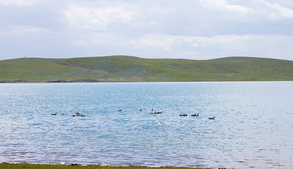 大自然的生態(tài)美學！黃河源園區(qū)哪一抹色彩最讓你心動？