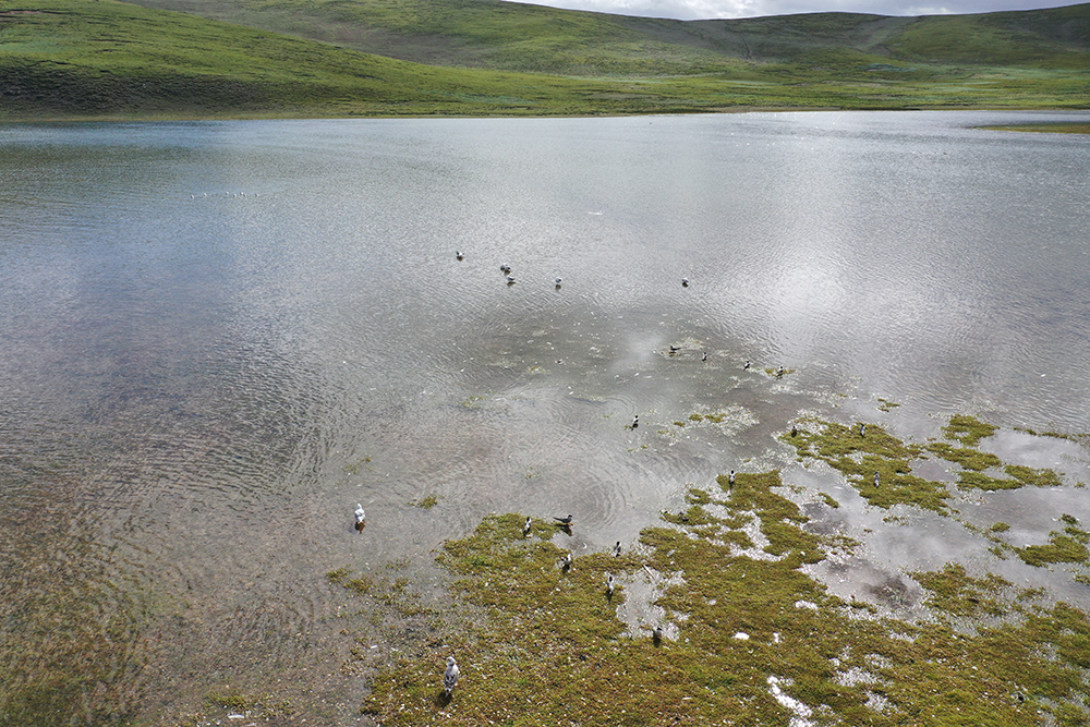 大自然的生態(tài)美學！黃河源園區(qū)哪一抹色彩最讓你心動？