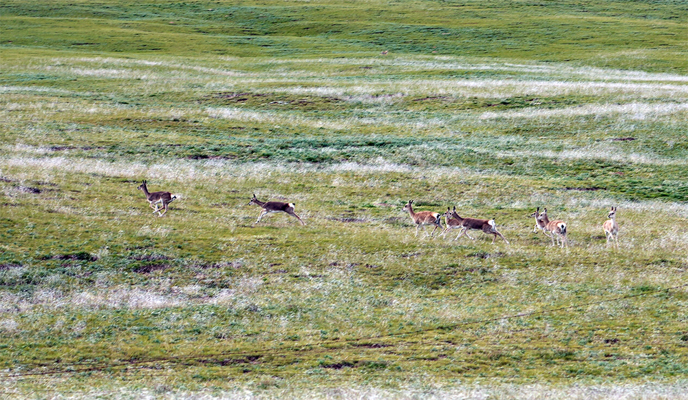 大自然的生態(tài)美學！黃河源園區(qū)哪一抹色彩最讓你心動？