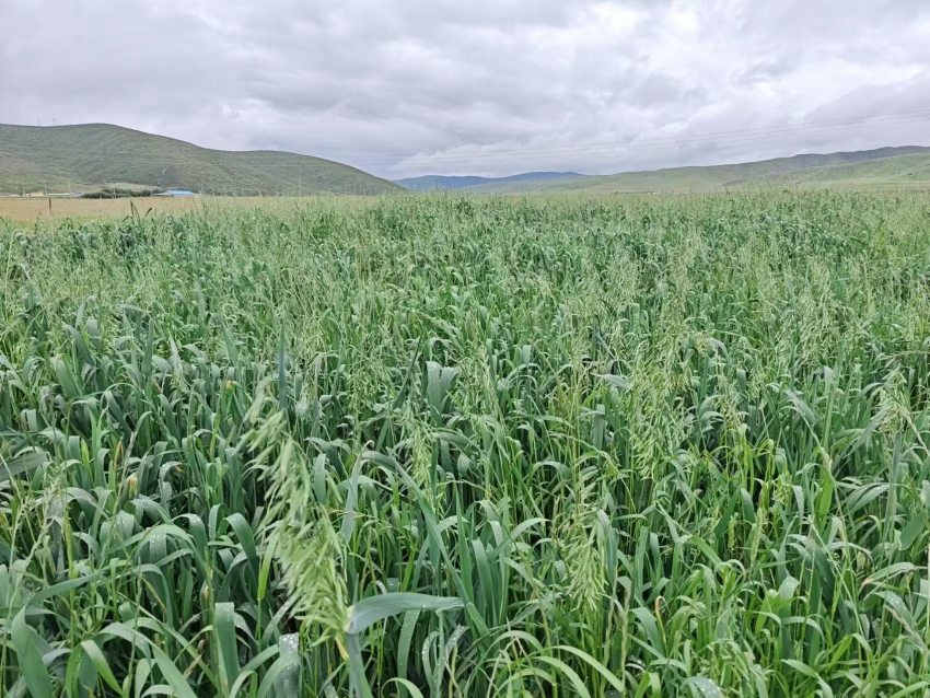 四川省阿壩州紅原縣草場。阿壩州紅原縣科學技術(shù)和農(nóng)業(yè)畜牧局供圖